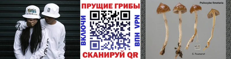 Галлюциногенные грибы мицелий  omg зеркало  Мостовской  хочу  
